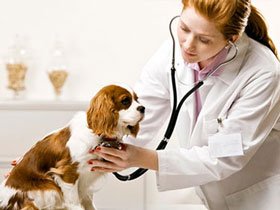 medicina-veterinara